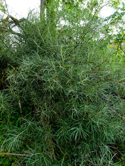 Salix22