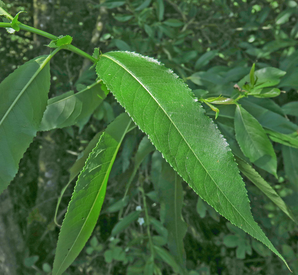 salix29