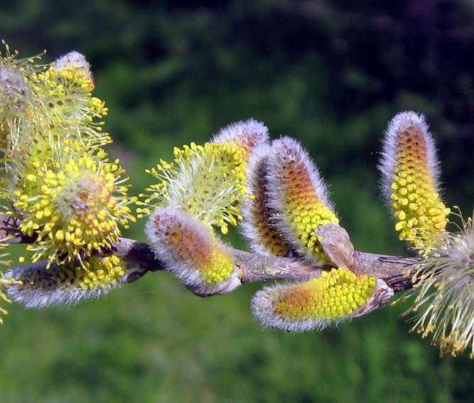 Salix10