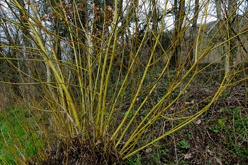 Salix11a