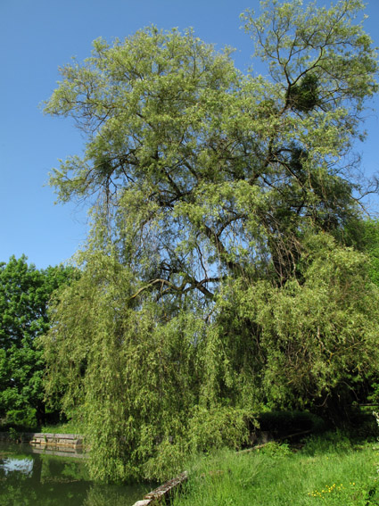Salix13