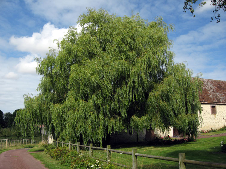 Salix12