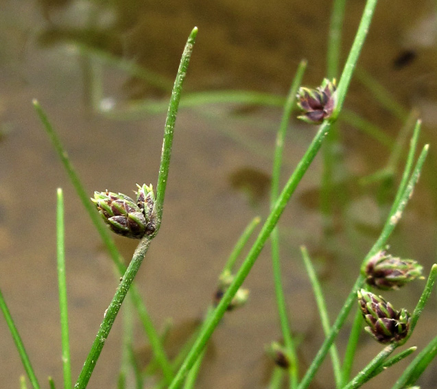 Isolepis2