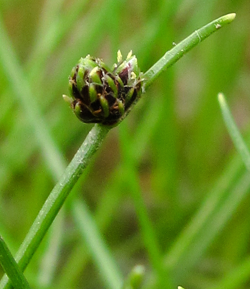 Isolepis3