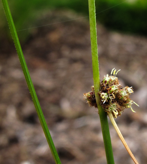 Scirpoides1