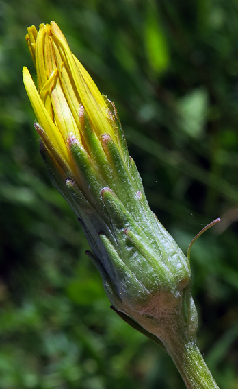 Scorzonera6a