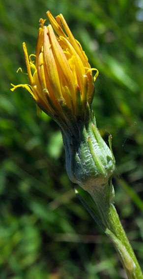 Scorzonera6c