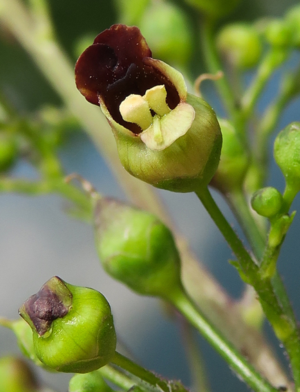 Scrophularia4a