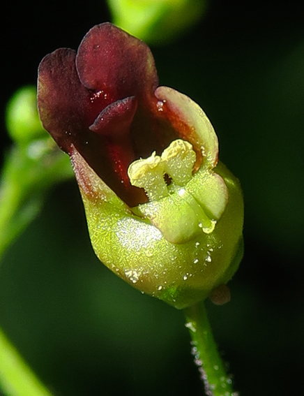 Scrophularia3