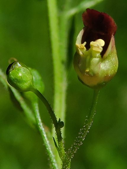 Scrophularia2