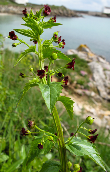 Scrophularia12