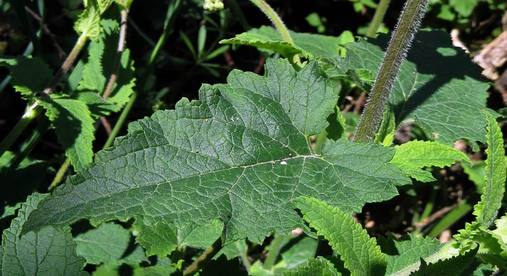 Scrophularia19