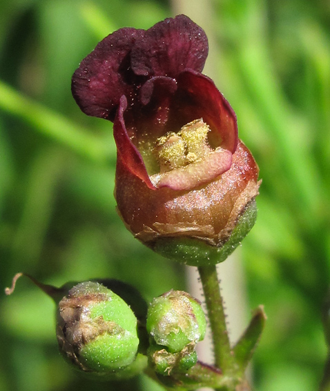 Scrophularia9b