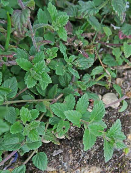 Scutellaria9