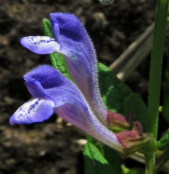 Scutellaria5d