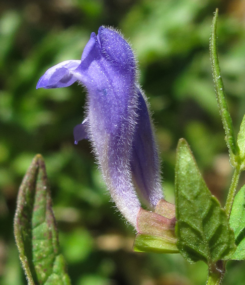 Scutellaria5a