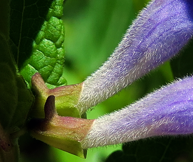 Scutellaria5h