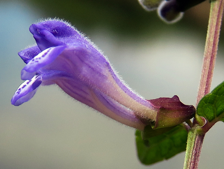 Scutellaria4