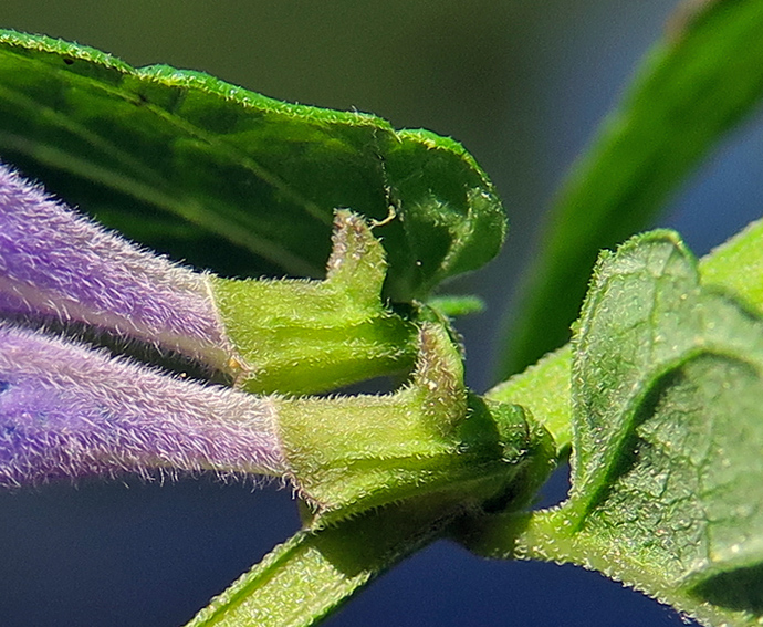 Scutellaria5f