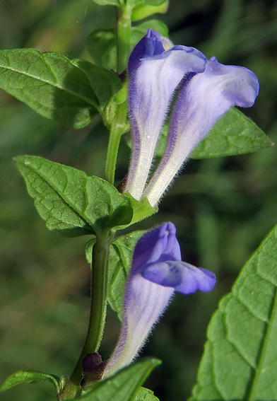 Scutellaria5b