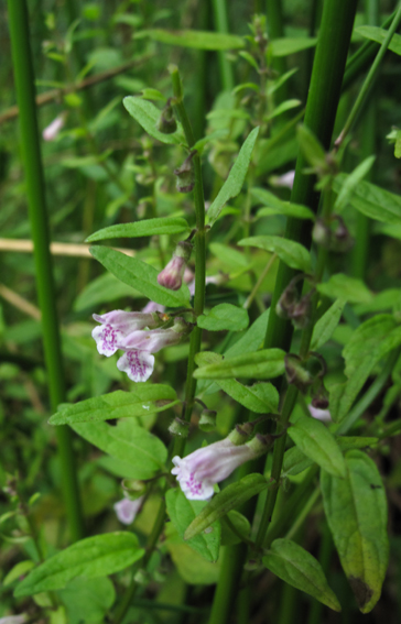 Scutellaria6