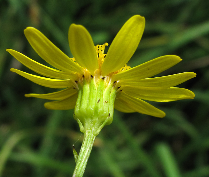 Senecio4a