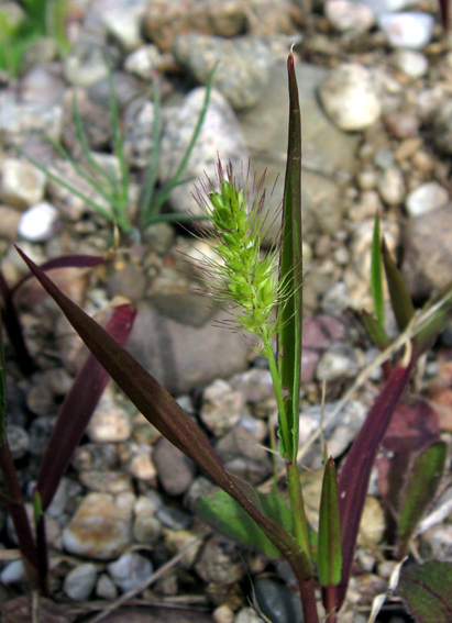 Setaria6