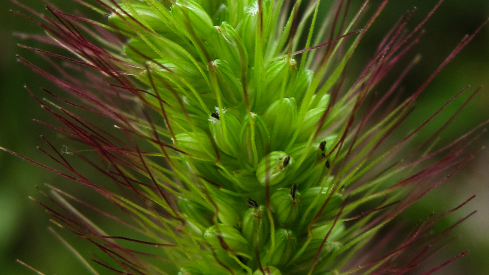 Setaria10