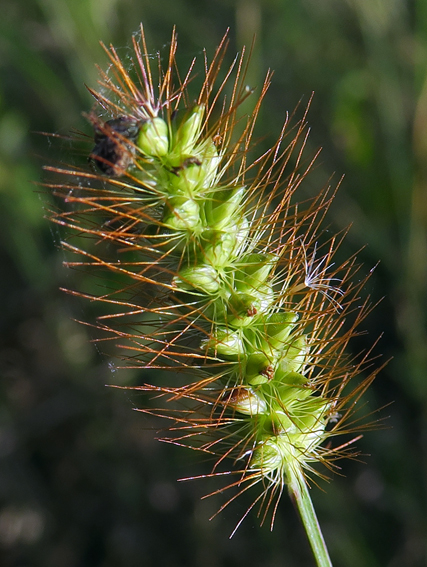 Setaria9