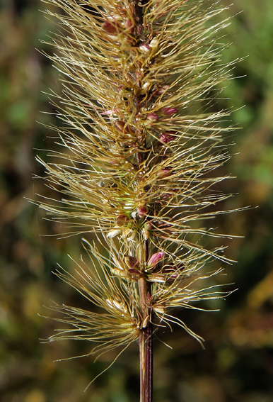 Setaria12