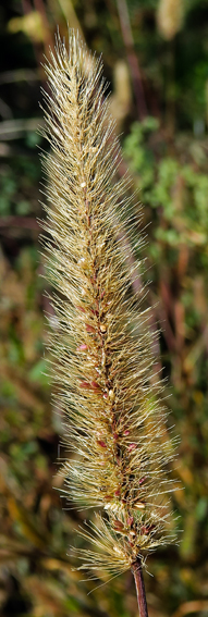 Setaria11