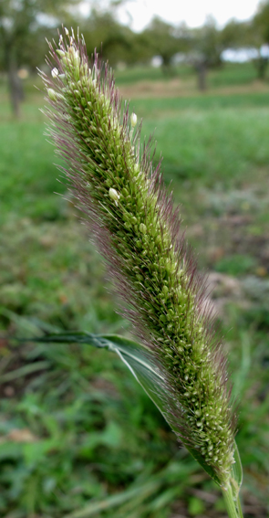 Setaria4