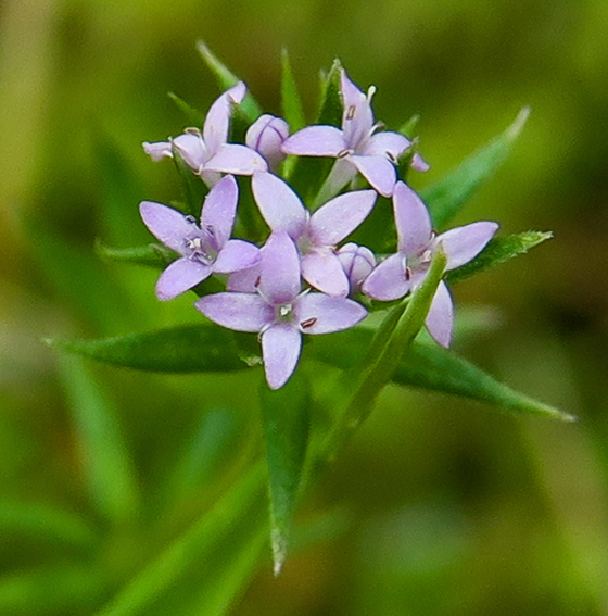 Sherardia3b