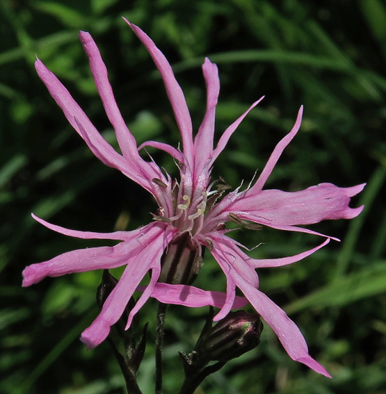 Silene1