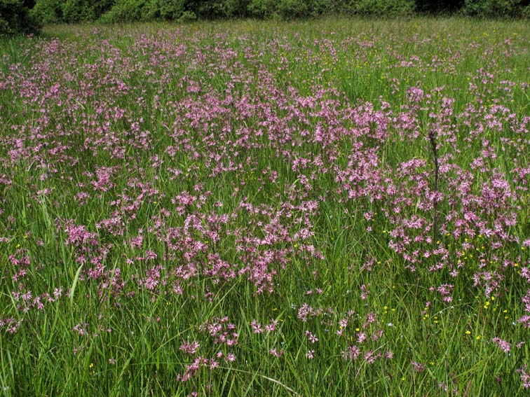 Silene0