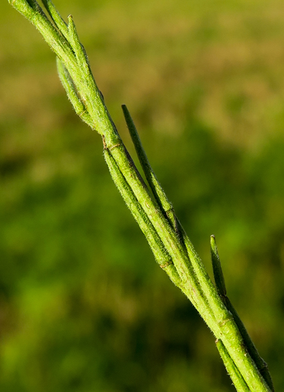 Sisymbrium7