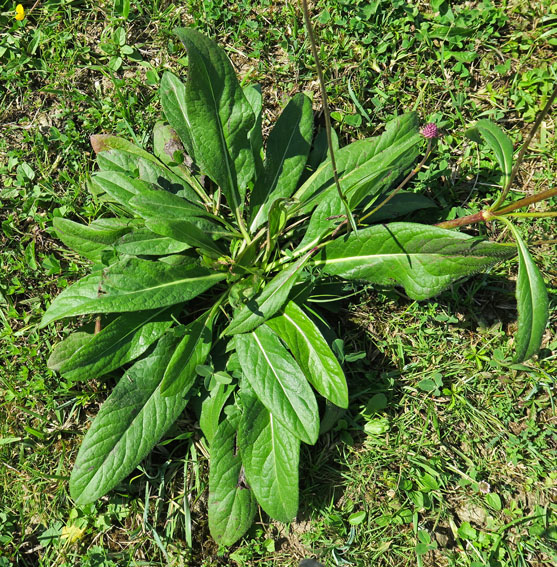 Succisa2