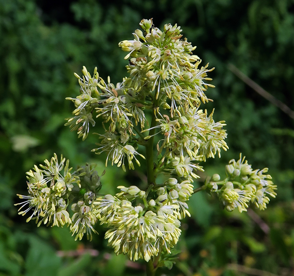 Thalictrum3