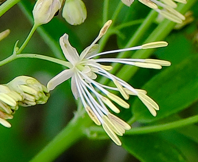 Thalictrum4d