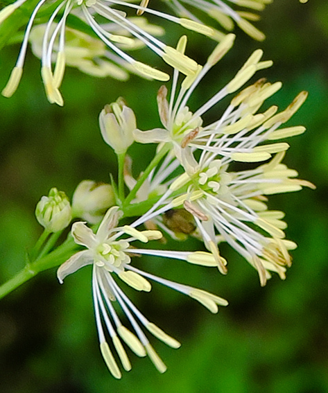 Thalictrum4c