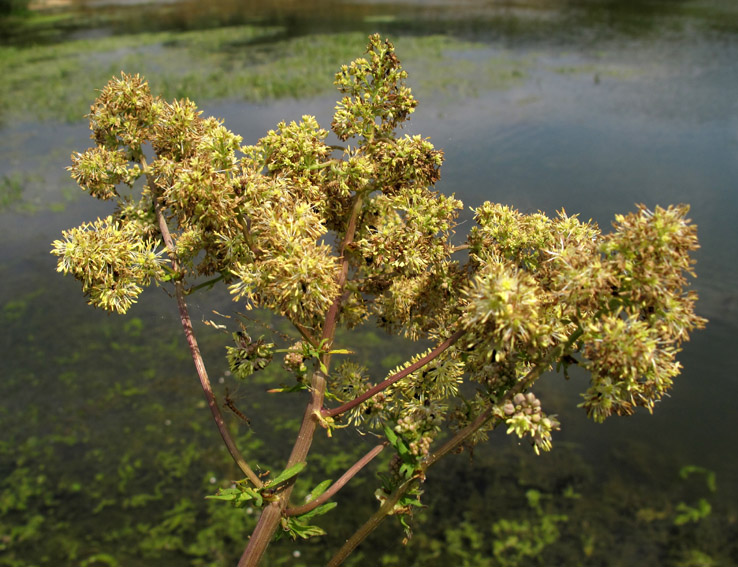 Thalictrum1