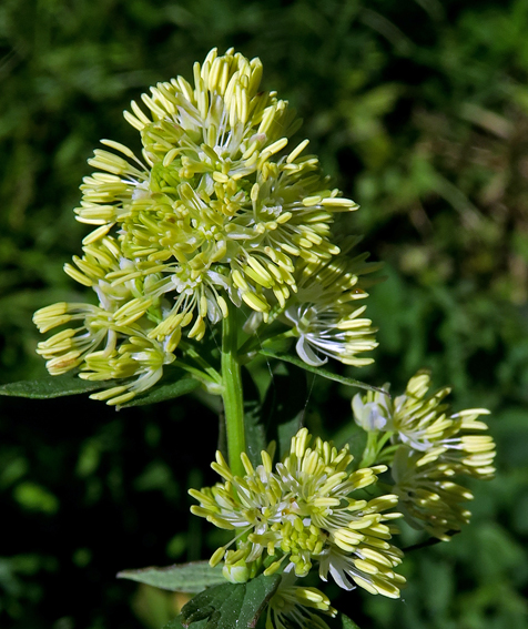 Thalictrum2