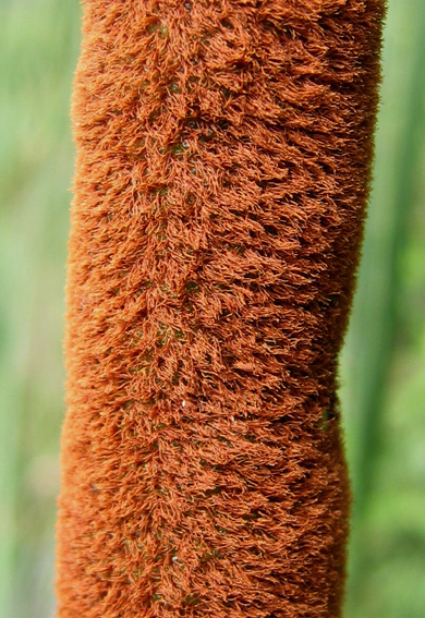 Typha3