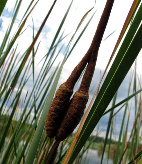 Typha4c