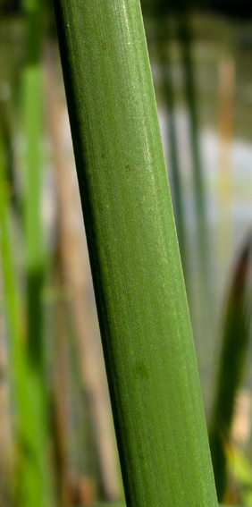 Typha4b