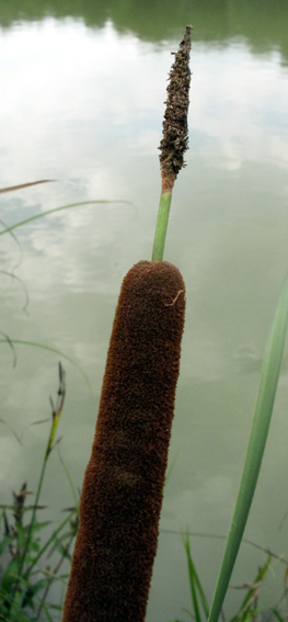 Typha4a