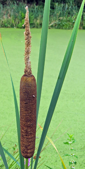 Typha1