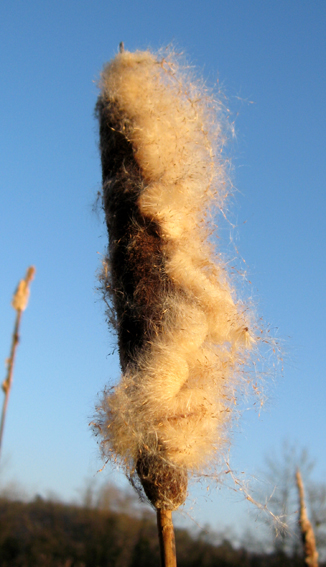 Typha4