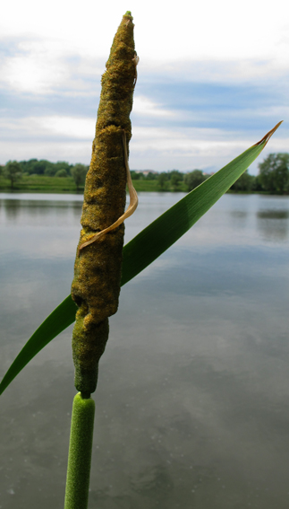 Typha5