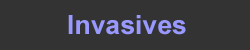 Inv